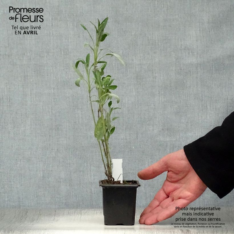 Salvia real - Salvia officinalis Maceta de 8/9 cm Ejemplar entregado en la primavera