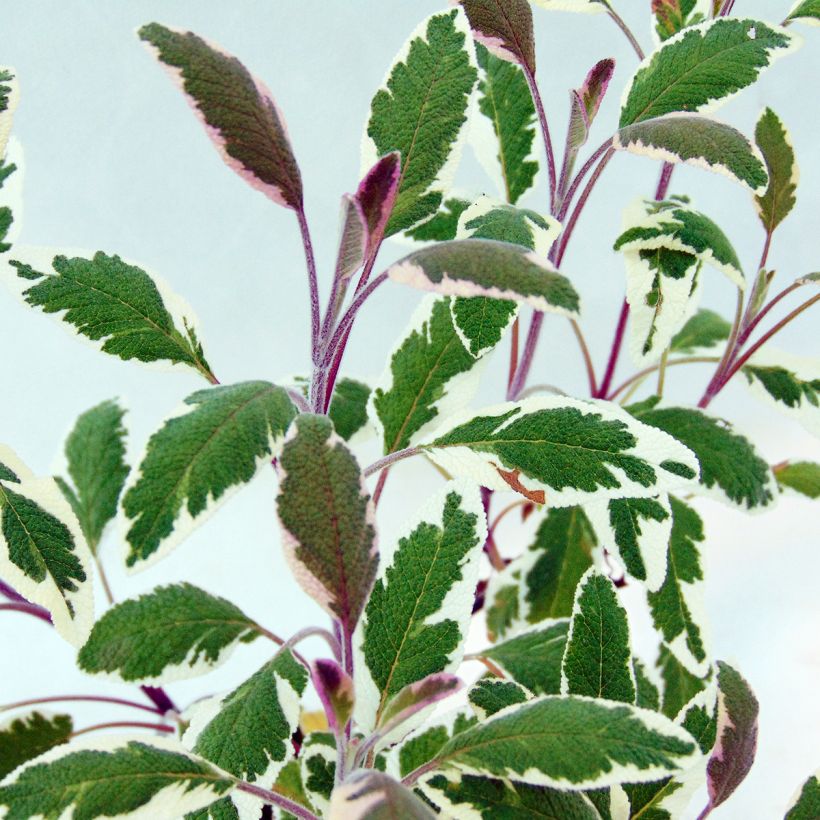 Salvia real Tricolor (Follaje)