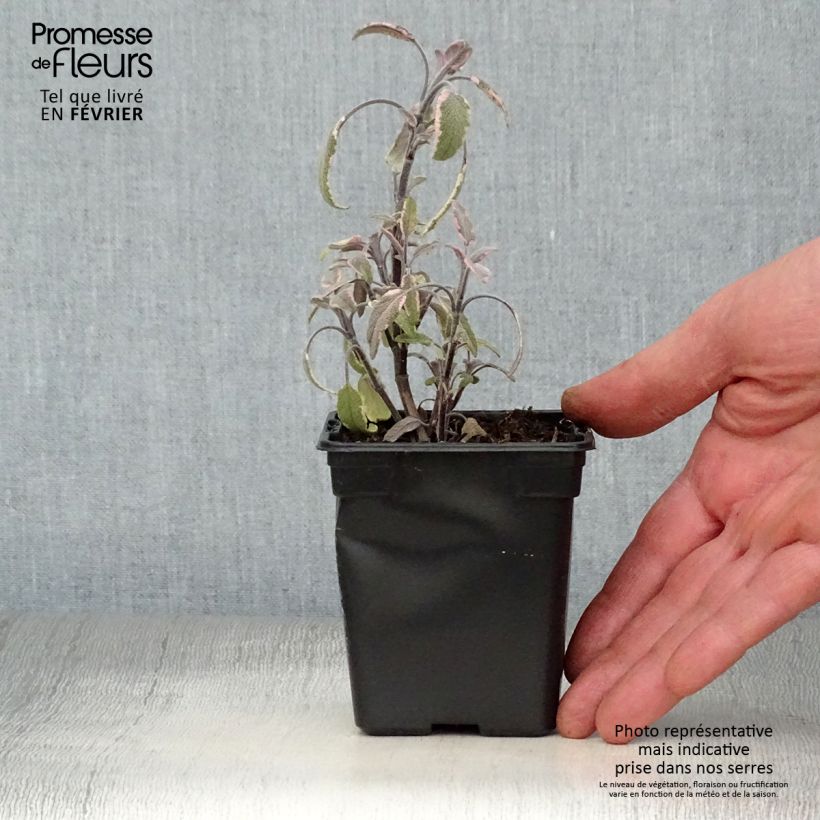 Salvia real Tricolor Maceta de 7/8 cm Ejemplar entregado en invierno