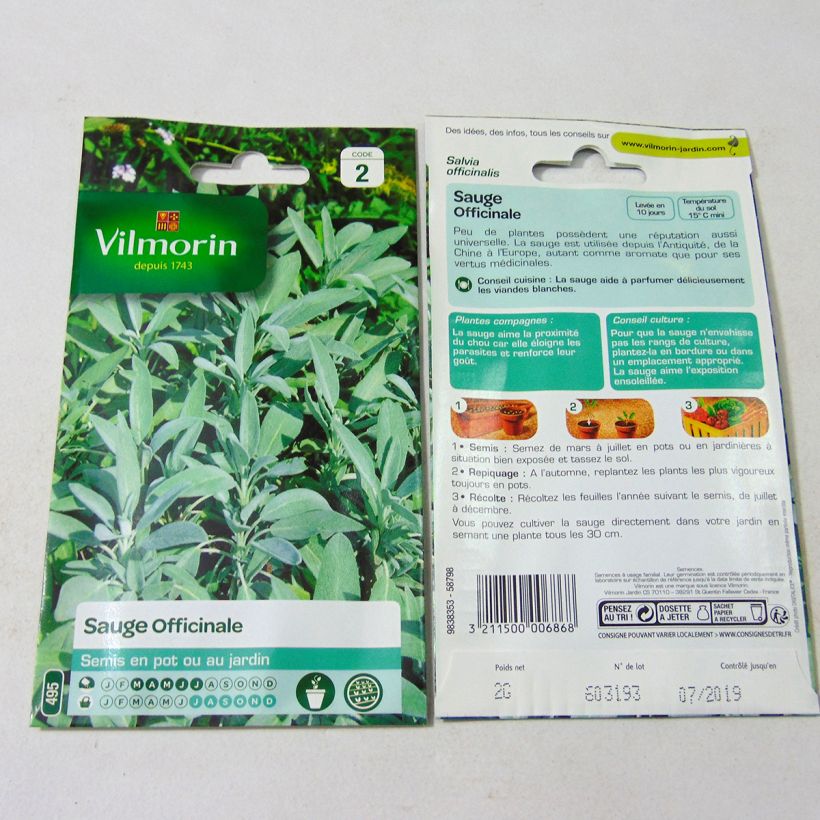 Ejemplo de ejemplar de Salvia real - Vilmorin - Salvia officinalis saco de 500 semillas (2g) tal y como se entrega
