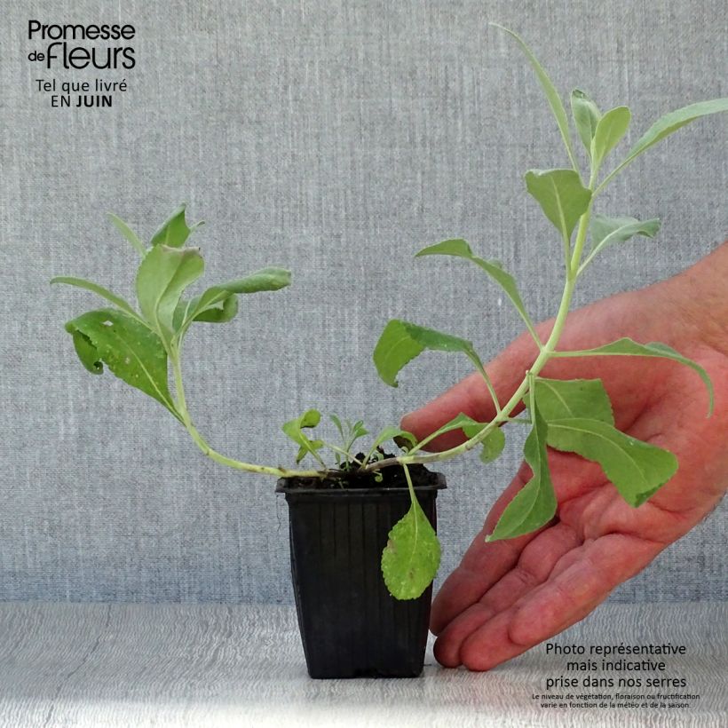Ejemplar de Salvia blanca - Salvia apiana Maceta de 7/8 cm entregado en verano