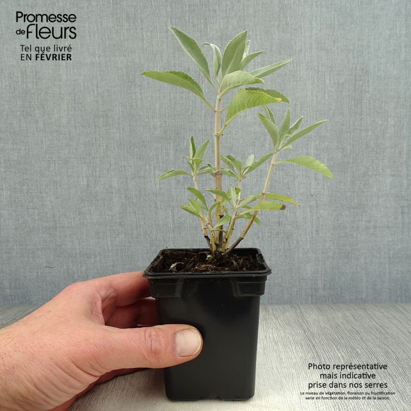 Salvia blanca - Salvia apiana Maceta de 7/8 cm Ejemplar entregado en invierno