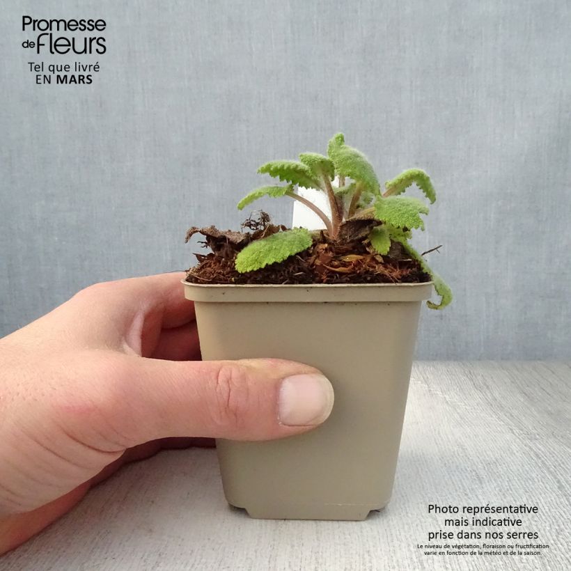 Esclarea Vatican White - Salvia sclarea Maceta de 8/9 cm Ejemplar entregado en la primavera