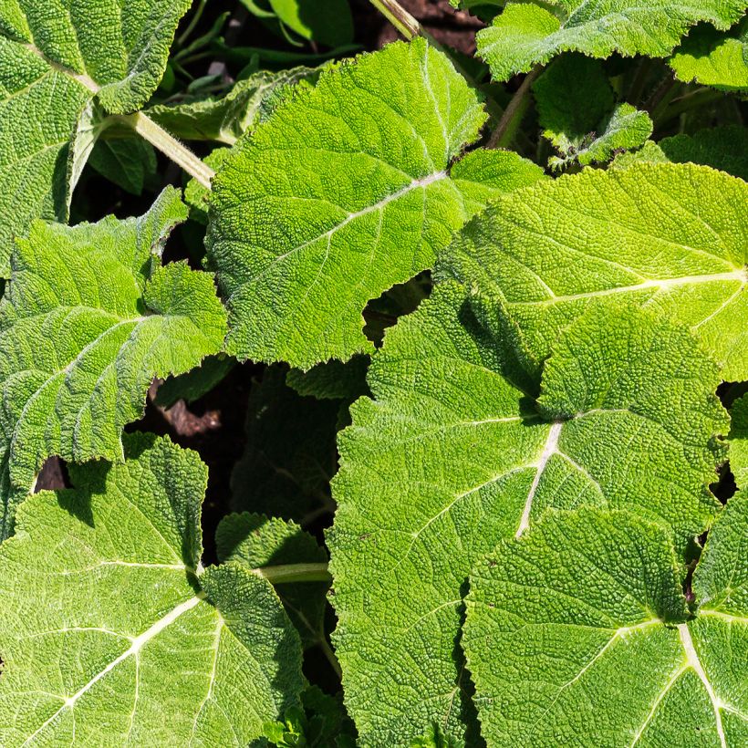 Esclarea - Salvia sclarea (Follaje)