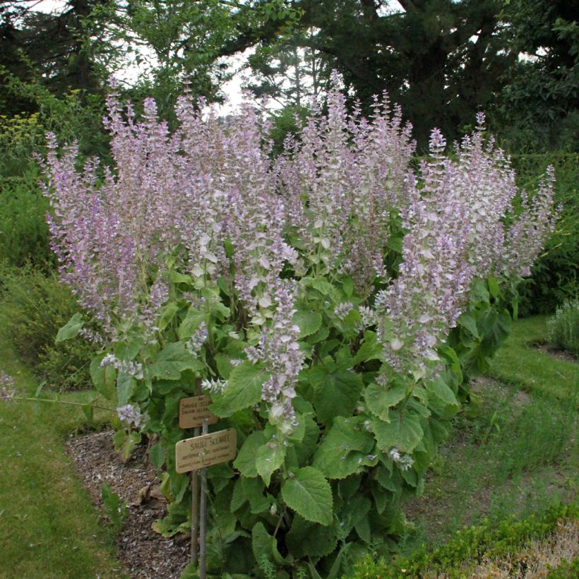 Esclarea - Salvia sclarea (Porte)