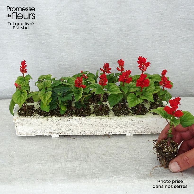 Salvia splendens Carambita - Banderilla Bandeja de semillero: cepellón 3,8 cm x 3,2 cm en bandeja de cultivo por 16 Ejemplar entregado en la primavera