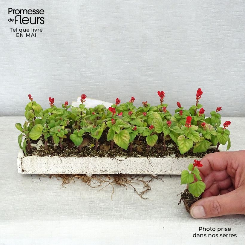 Salvia splendens Carambita - Banderilla minicepellón: de 2,2 cm x 2 cm en bandeja de cultivo por 35 Ejemplar entregado en la primavera