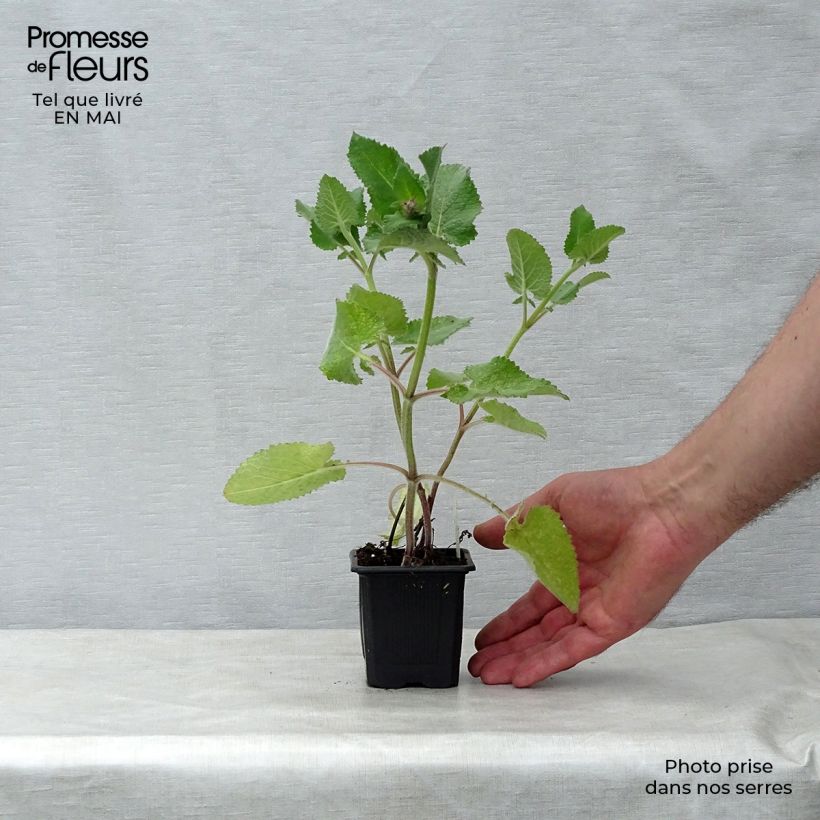 Salvia verticillata Endless Love Maceta de 8/9 cm Ejemplar entregado en la primavera