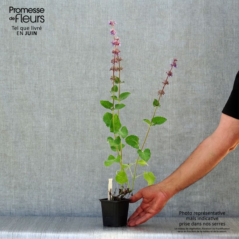 Ejemplar de Salvia verticillata Endless Love Maceta de 8/9 cm entregado en verano