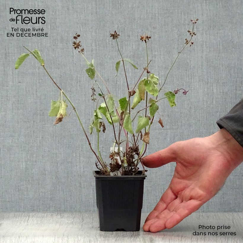 Salvia verticillata Endless Love Maceta de 8/9 cm Ejemplar entregado en invierno