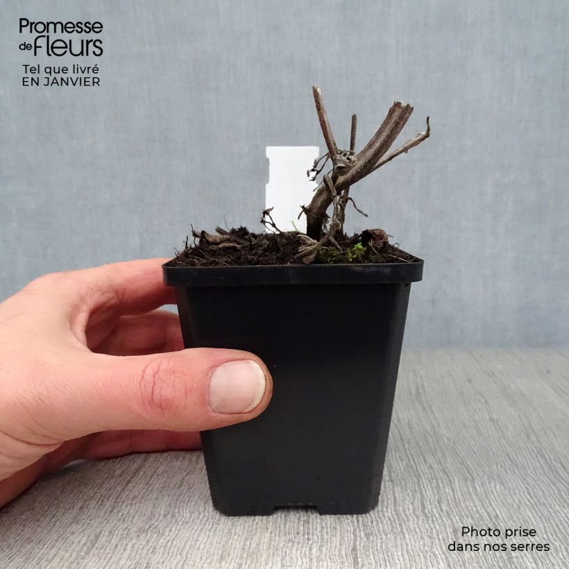 Salvia verticillata Purple Rain Maceta de 8/9 cm Ejemplar entregado en invierno