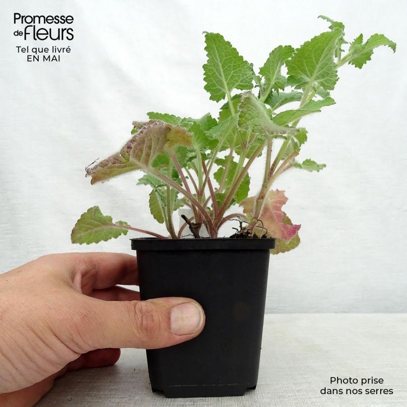 Salvia verticillata Purple Rain Maceta de 8/9 cm Ejemplar entregado en la primavera