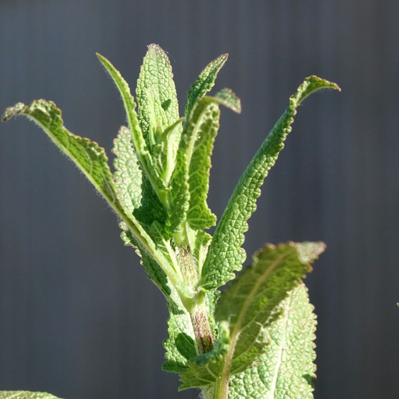 Salvia nemorosa Caradonna (Follaje)