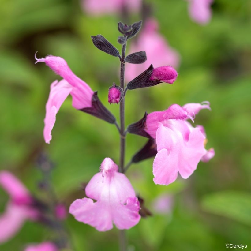Sauge arbustive Malabar - Salvia jamensis (Floración)