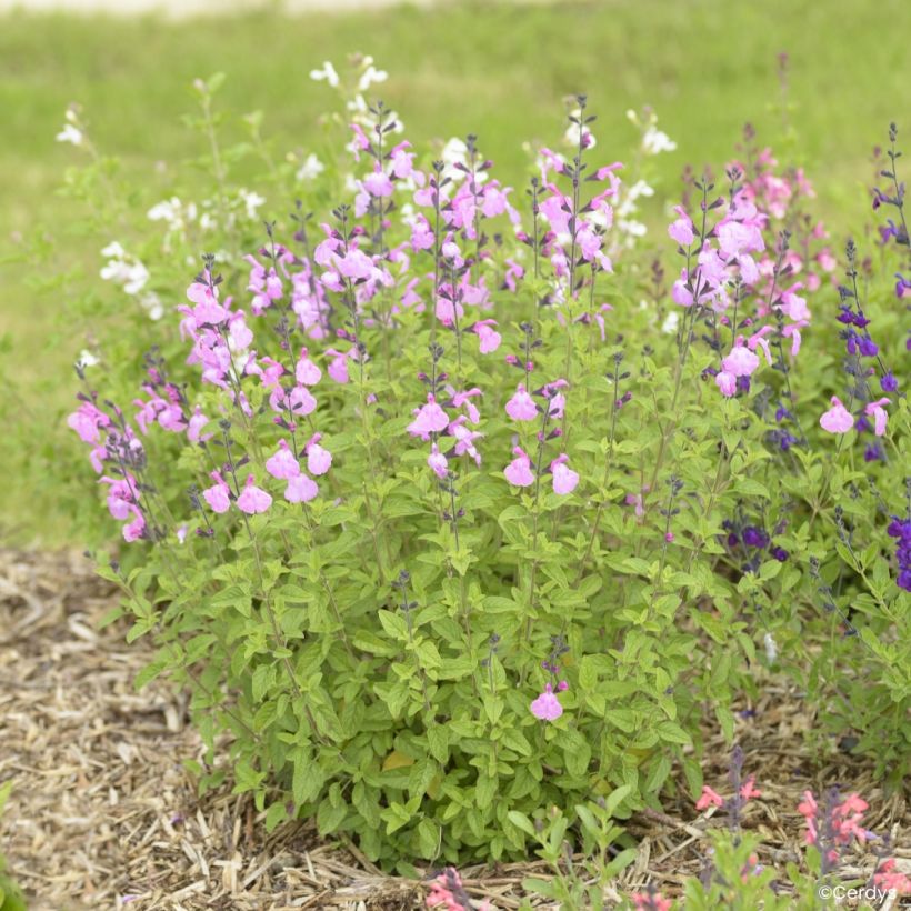 Sauge arbustive Malabar - Salvia jamensis (Porte)