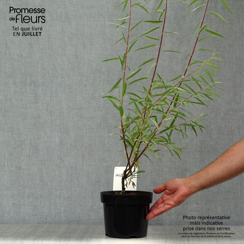 Ejemplar de Salix acutifolia Blue Streak - Sauce Maceta 3L/4L entregado en verano