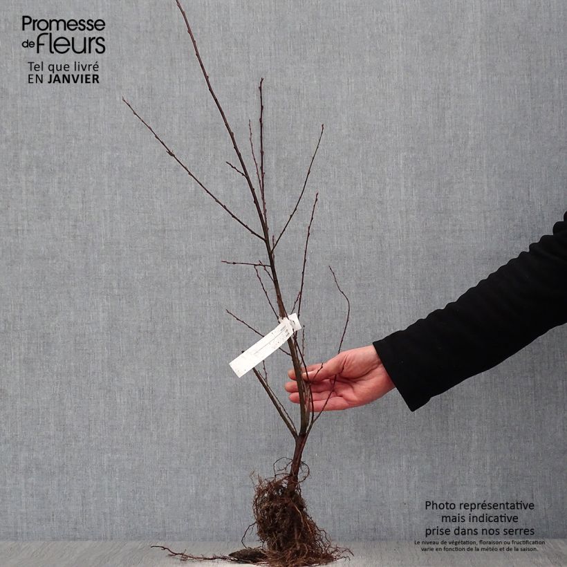 Salix aurita - Sauce Raíces desnudas Ejemplar entregado en invierno