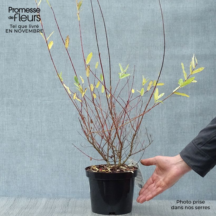 Ejemplar de Salix integra Hakuro Nishiki - Sauce japonés de hojas variegadas Maceta 2L/3L entregado en otoño