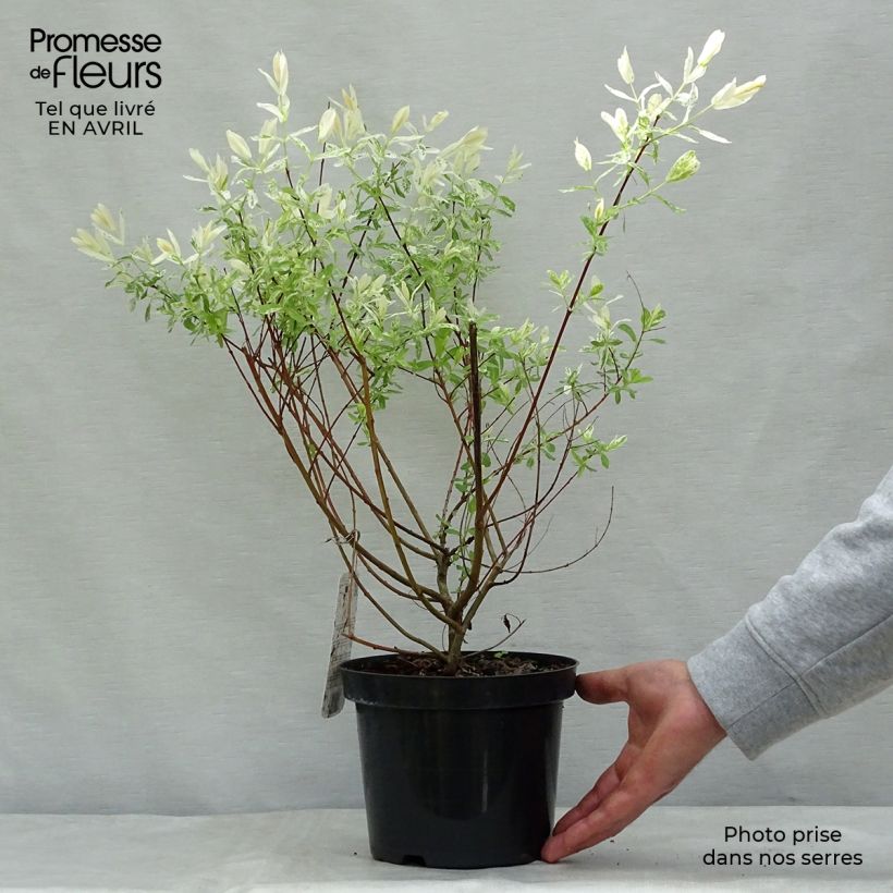 Salix integra Hakuro Nishiki - Sauce japonés de hojas variegadas Maceta 2L/3L, Formación arbustiva Ejemplar entregado en la primavera