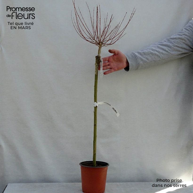 Salix integra Hakuro Nishiki - Sauce japonés de hojas variegadas Maceta 2L/3L, Tallo Ejemplar entregado en la primavera