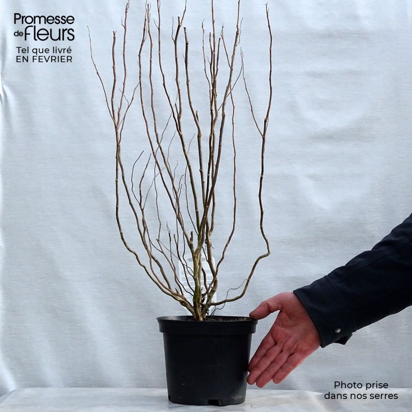 Salix matsudana Tortuosa - Sauce llorón Maceta 2L/3L Ejemplar entregado en invierno