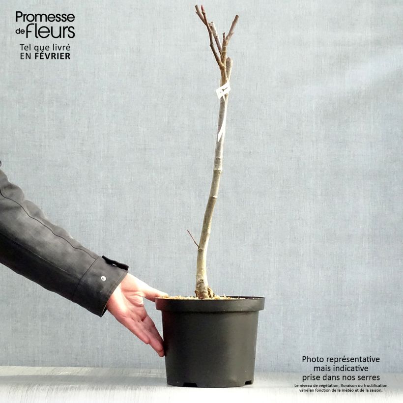 Salix magnifica - Sauce Maceta 4L/5L Ejemplar entregado en invierno