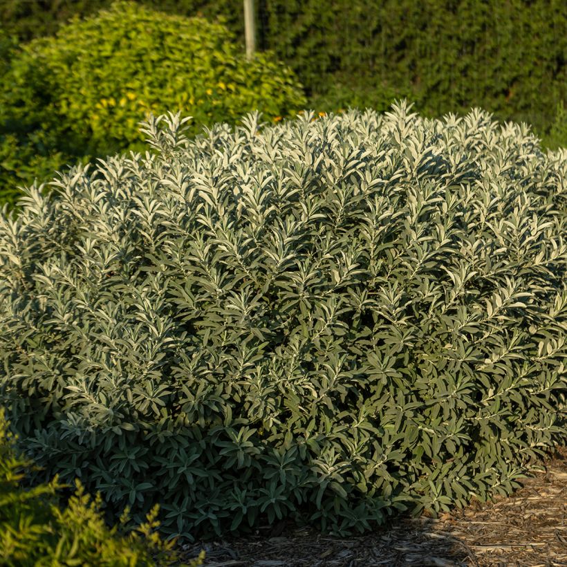 Salix candida Iceberg Alley - Sauce (Porte)