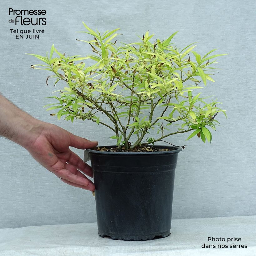 Ejemplar de Salix sachalinensis Golden Sunshine - Sauce Maceta 4L/5L entregado en verano
