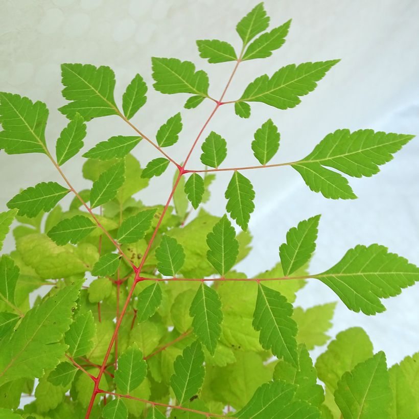 Koelreuteria paniculata Coral Sun (Follaje)