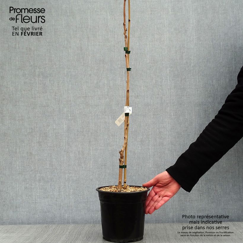 Koelreuteria paniculata Coral Sun Maceta 3L/4L Ejemplar entregado en invierno