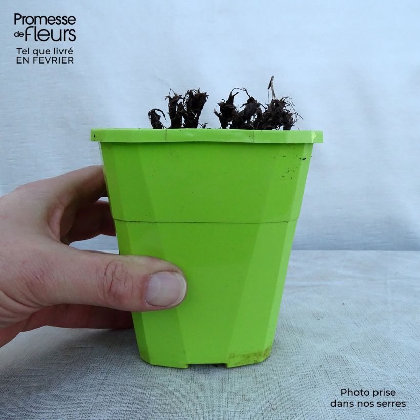 Saxifraga OPERA Orpheus - Saxífraga Maceta 1L/1,5L Ejemplar entregado en invierno