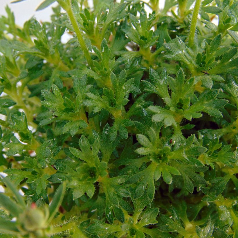 Saxifraga arendsii Adebar - Saxífraga (Follaje)