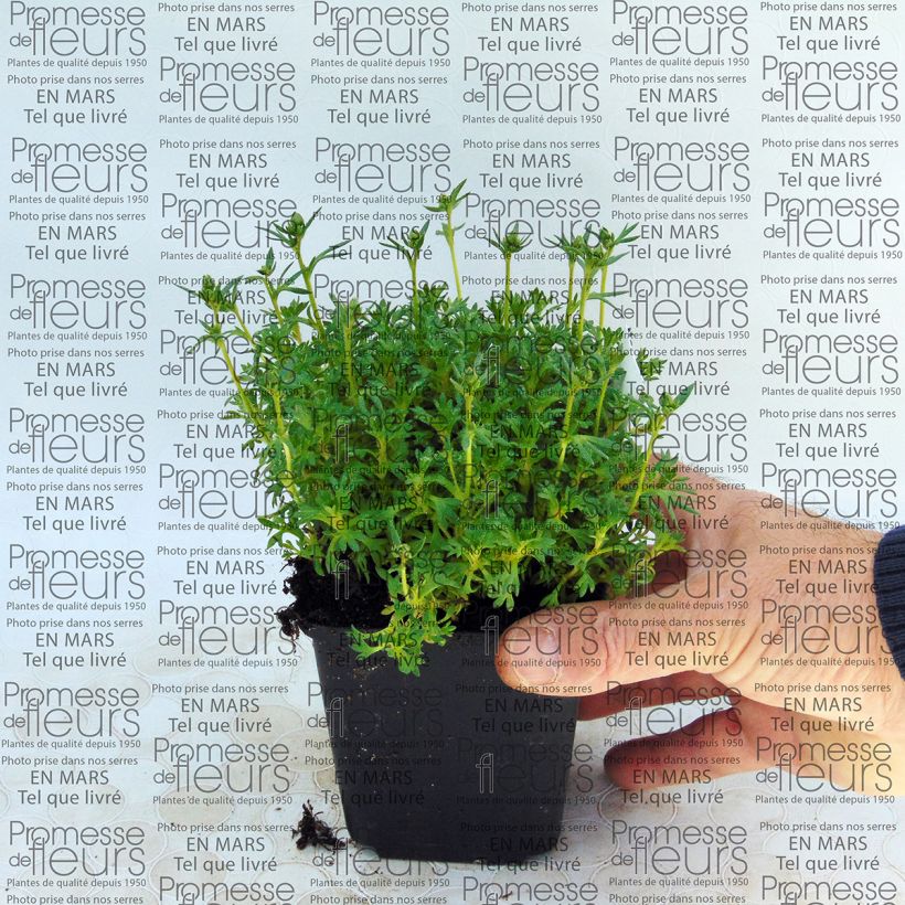 Ejemplo de ejemplar de Saxifraga arendsii Adebar - Saxífraga Maceta de 8/9 cm tal y como se entrega