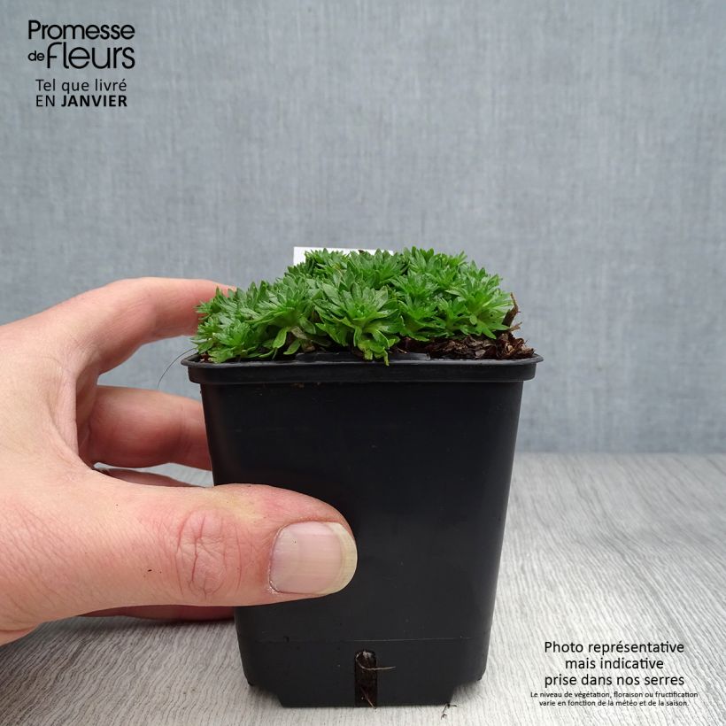 Saxifraga arendsii Compactum - Saxífraga Maceta de 8/9 cm Ejemplar entregado en invierno