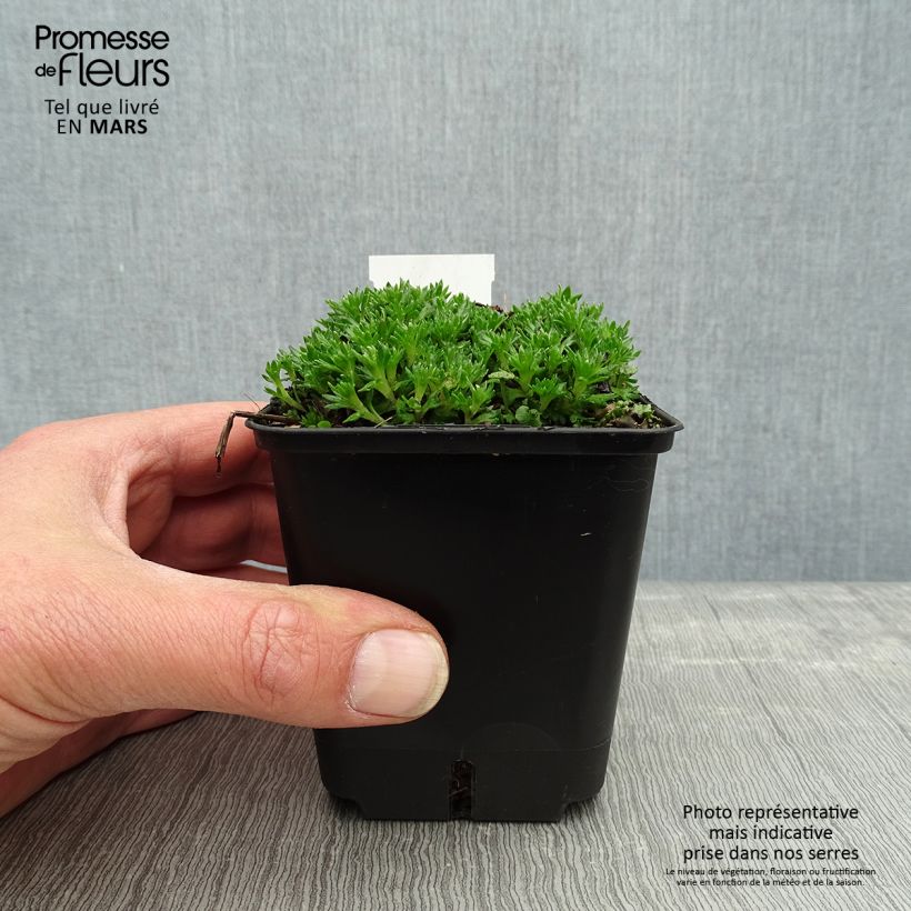 Saxifraga arendsii Compactum - Saxífraga Maceta de 8/9 cm Ejemplar entregado en la primavera