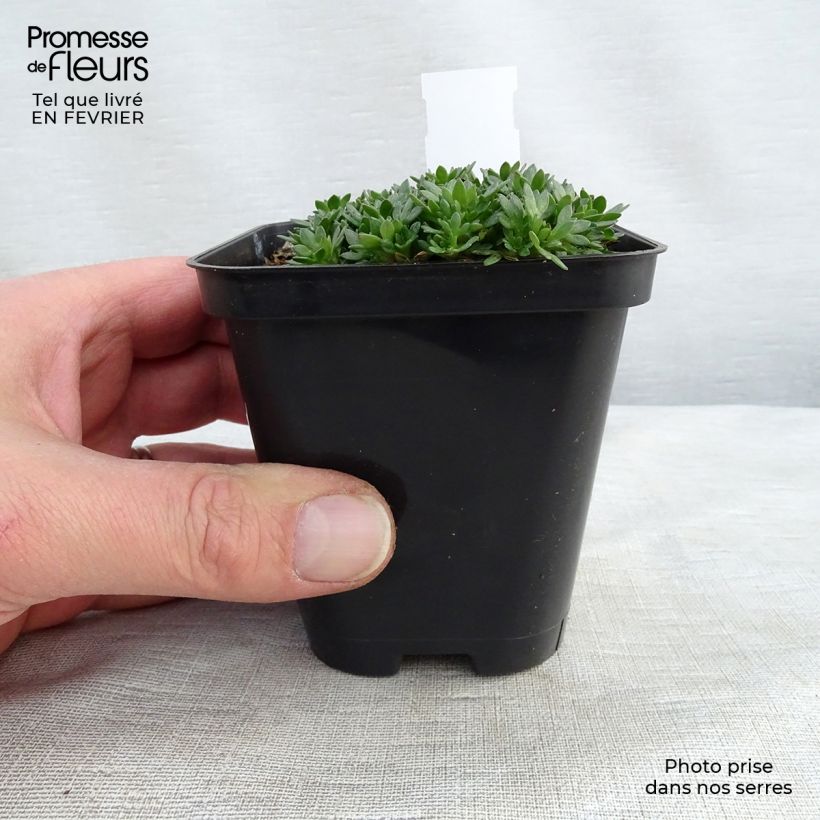 Saxifraga arendsii Peter Pan - Saxífraga Maceta de 8/9 cm Ejemplar entregado en invierno