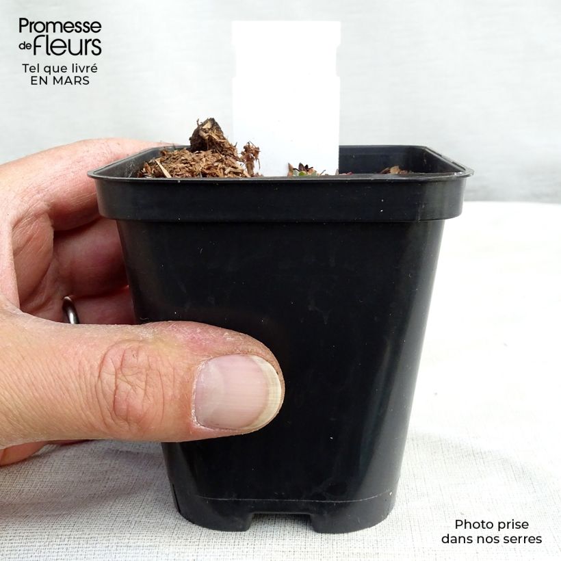 Saxifraga arendsii Purpurteppich - Saxífraga Maceta de 8/9 cm Ejemplar entregado en la primavera