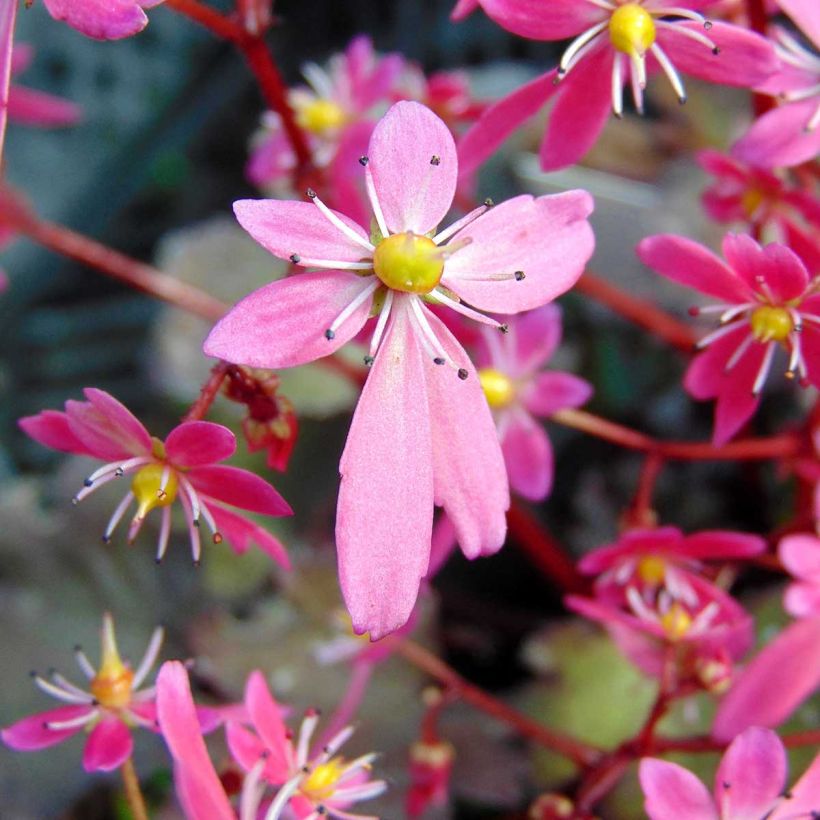 Saxifraga cortusifolia Black Ruby - Saxífraga (Floración)