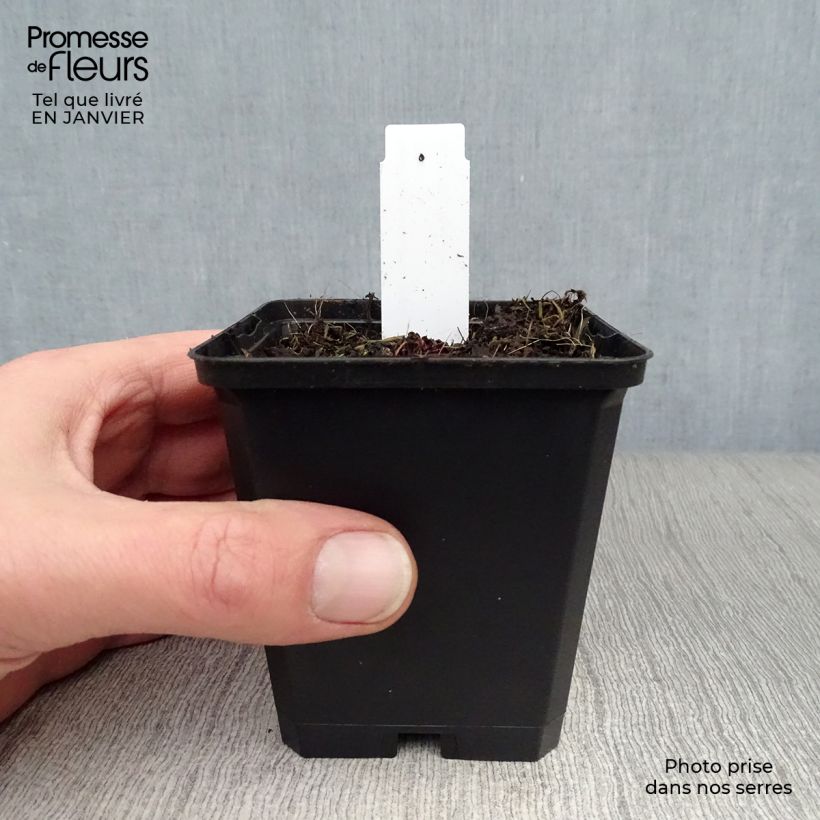 Saxifraga cortusifolia Black Ruby - Saxífraga Maceta de 8/9 cm Ejemplar entregado en invierno