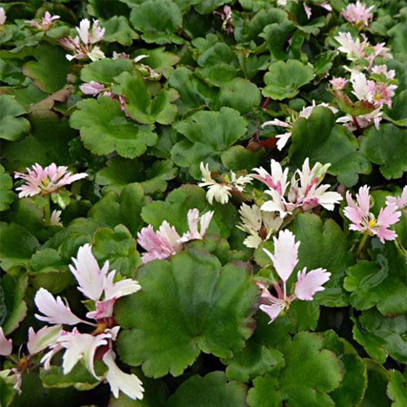 Saxifraga cortusifolia Cheap Confections - Saxífraga (Follaje)