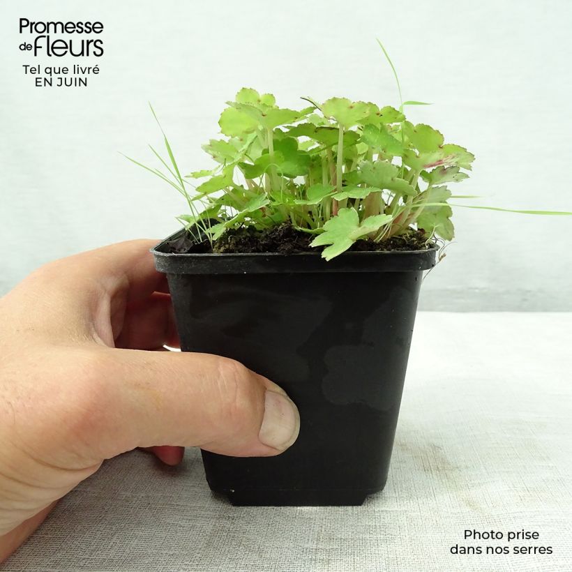 Ejemplar de Saxifraga cortusifolia Cheap Confections - Saxífraga Maceta de 8/9 cm entregado en verano