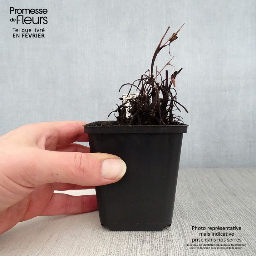 Saxifraga cortusifolia Cheap Confections - Saxífraga Maceta de 8/9 cm Ejemplar entregado en invierno