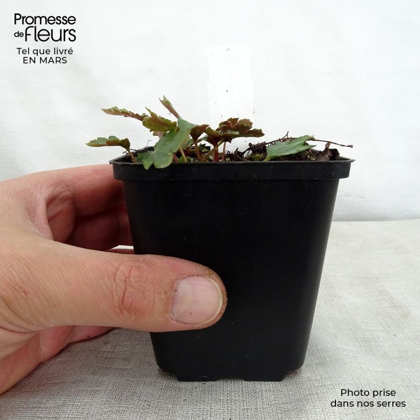 Saxifraga cortusifolia Shiranami - Saxífraga Maceta de 8/9 cm Ejemplar entregado en la primavera