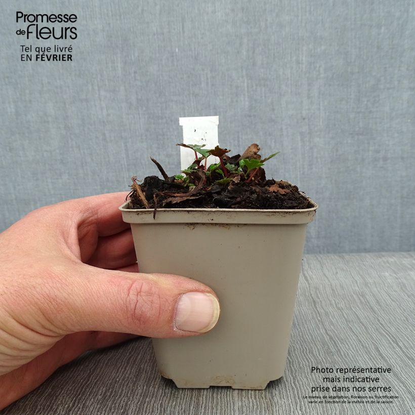 Saxifraga cortusifolia Shiranami - Saxífraga Maceta de 8/9 cm Ejemplar entregado en invierno