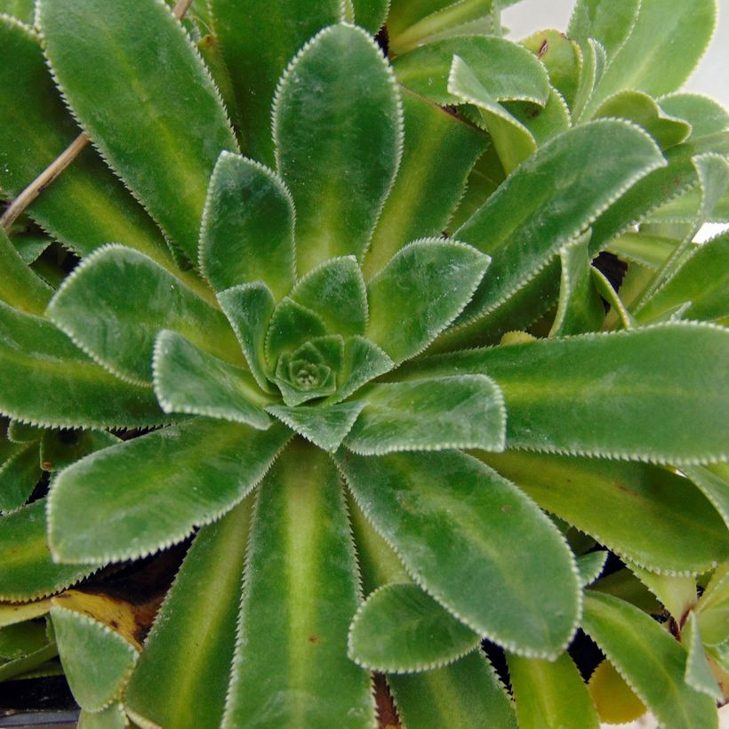 Saxifraga cotyledon Southside Seedling - Saxífraga (Follaje)