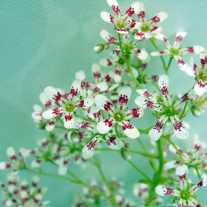 Saxifraga cotyledon Southside Seedling - Saxífraga (Floración)