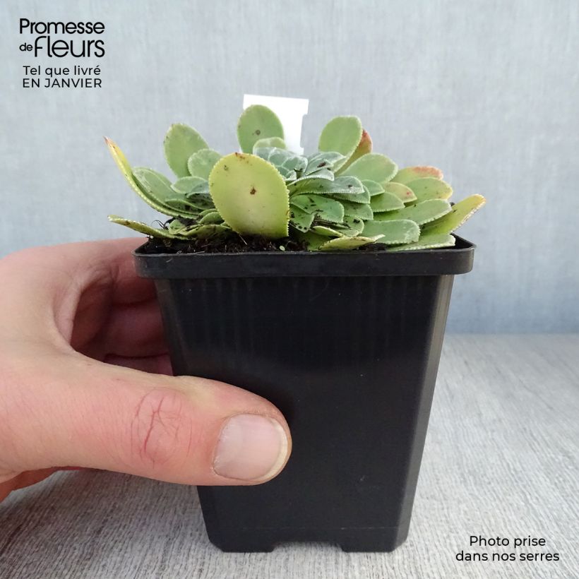 Saxifraga cotyledon Southside Seedling - Saxífraga Maceta de 8/9 cm Ejemplar entregado en invierno