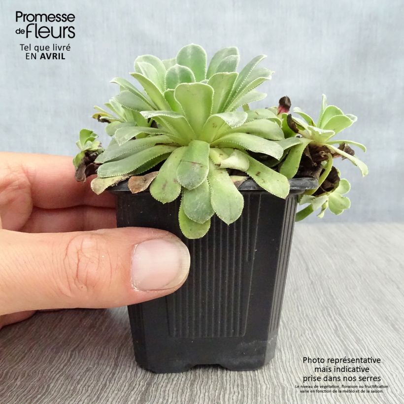 Saxifraga cotyledon Southside Seedling - Saxífraga Maceta de 8/9 cm Ejemplar entregado en la primavera