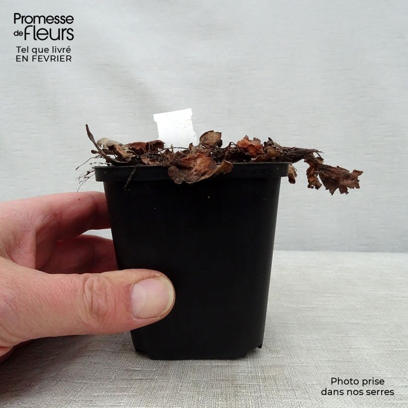 Saxifraga fortunei Beni Tsukasa - Saxífraga Maceta de 8/9 cm Ejemplar entregado en invierno