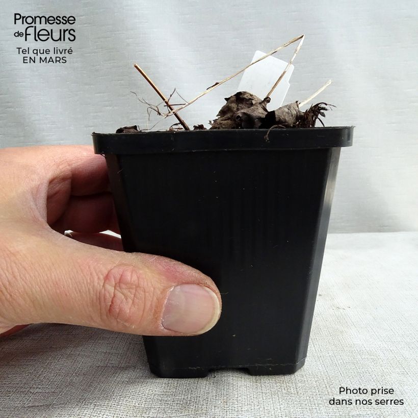 Saxifraga fortunei Rubrifolia - Saxífraga Maceta de 8/9 cm Ejemplar entregado en invierno